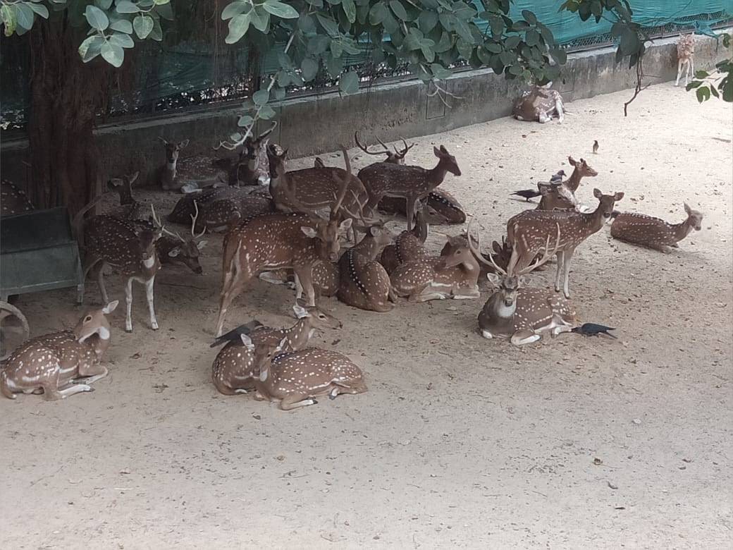 Group of deer in the deer park — Birthdays, Events, Live Character Interaction, Tips back to nature, Birthday, forest, Kid party games, kids party, parks