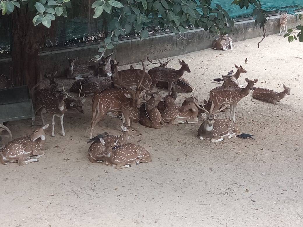 Group of deer in the deer park — back to nature back to nature